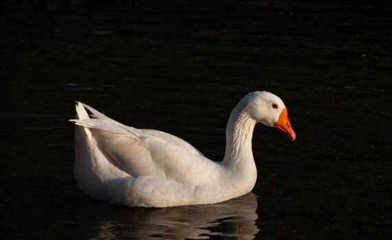 "Гусиные торжества" в Чехии