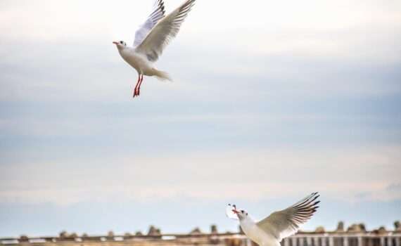 Болгария в июне