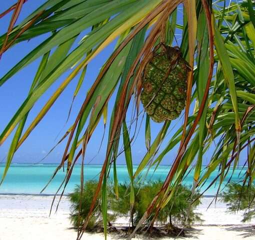 Вопросы по Занзибару