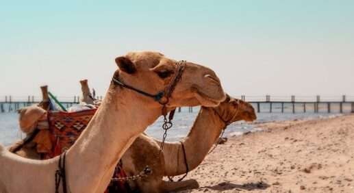 повышение цен на отели Египта