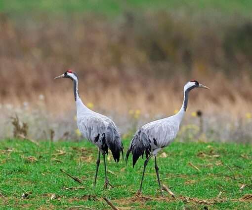 Праздник Журавли и клюква