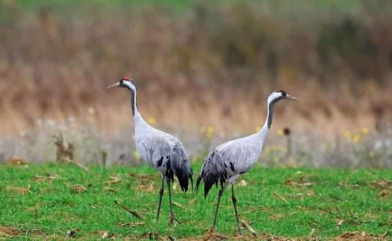 Праздник Журавли и клюква