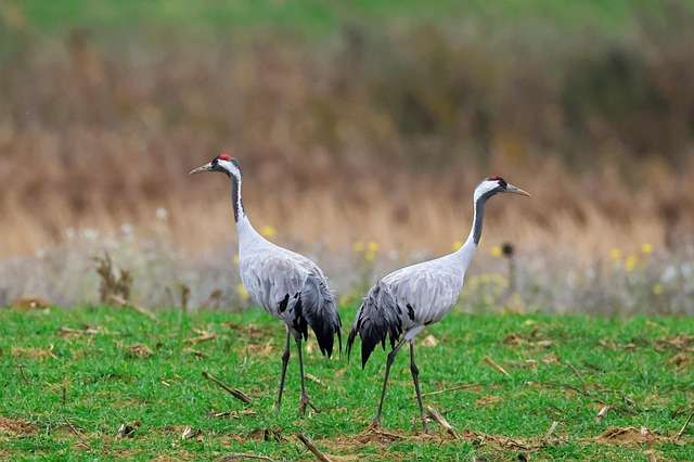 Праздник Журавли и клюква