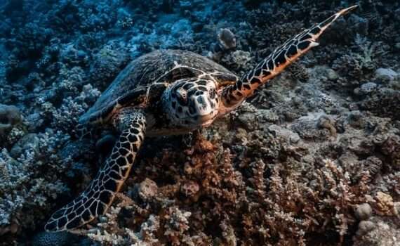 топливный сбор в Египет