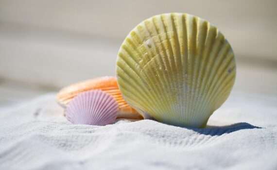 Безвизовые страны для белорусов