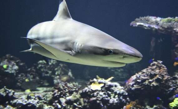 защитные сети от акул