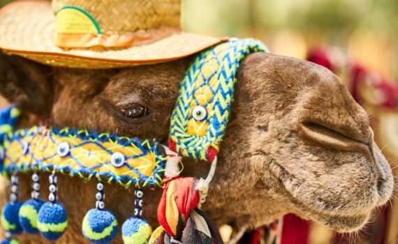 Dubai Safari Park открылся