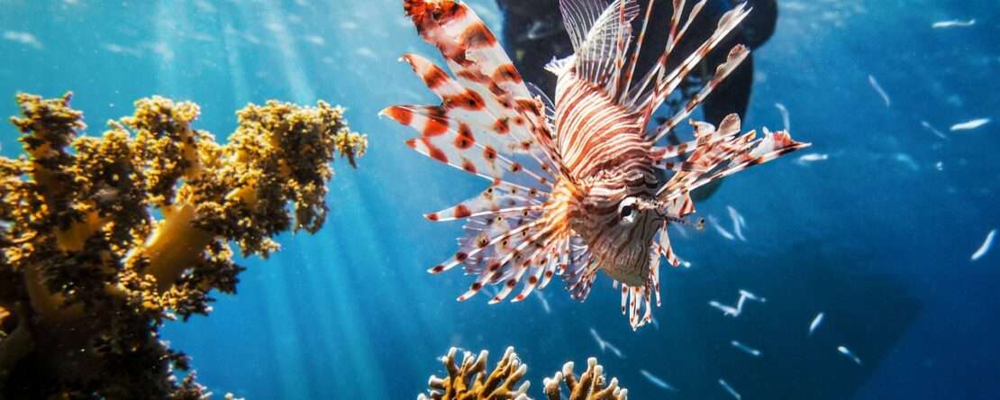 Защищенные от ветра бухты в Шарм-эль-Шейхе