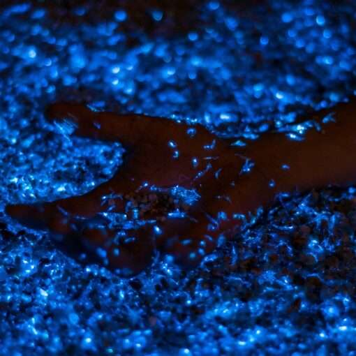 Светящийся планктон в Таиланде