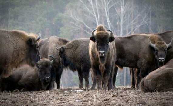 Экскурсия в Беловежскую пущу