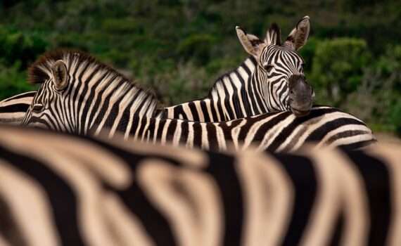 Сдача биометрических данных для въезда в ЮАР