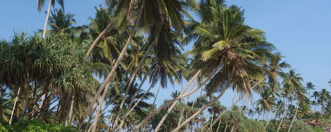 Виза на Шри-Ланку