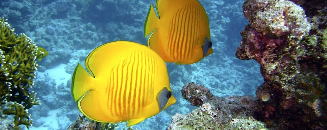 Чартеры в Египет из Беларуси