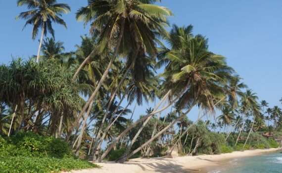 Рейсы на Шри-Ланку из Минска