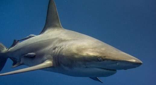 Нападение акулы на Мальдивах