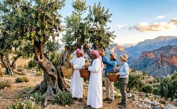 Традиционный сбор урожая оливок на террасах горы Джебель-Ахдар в Омане, туристы участвуют в фестивале, осень 2026